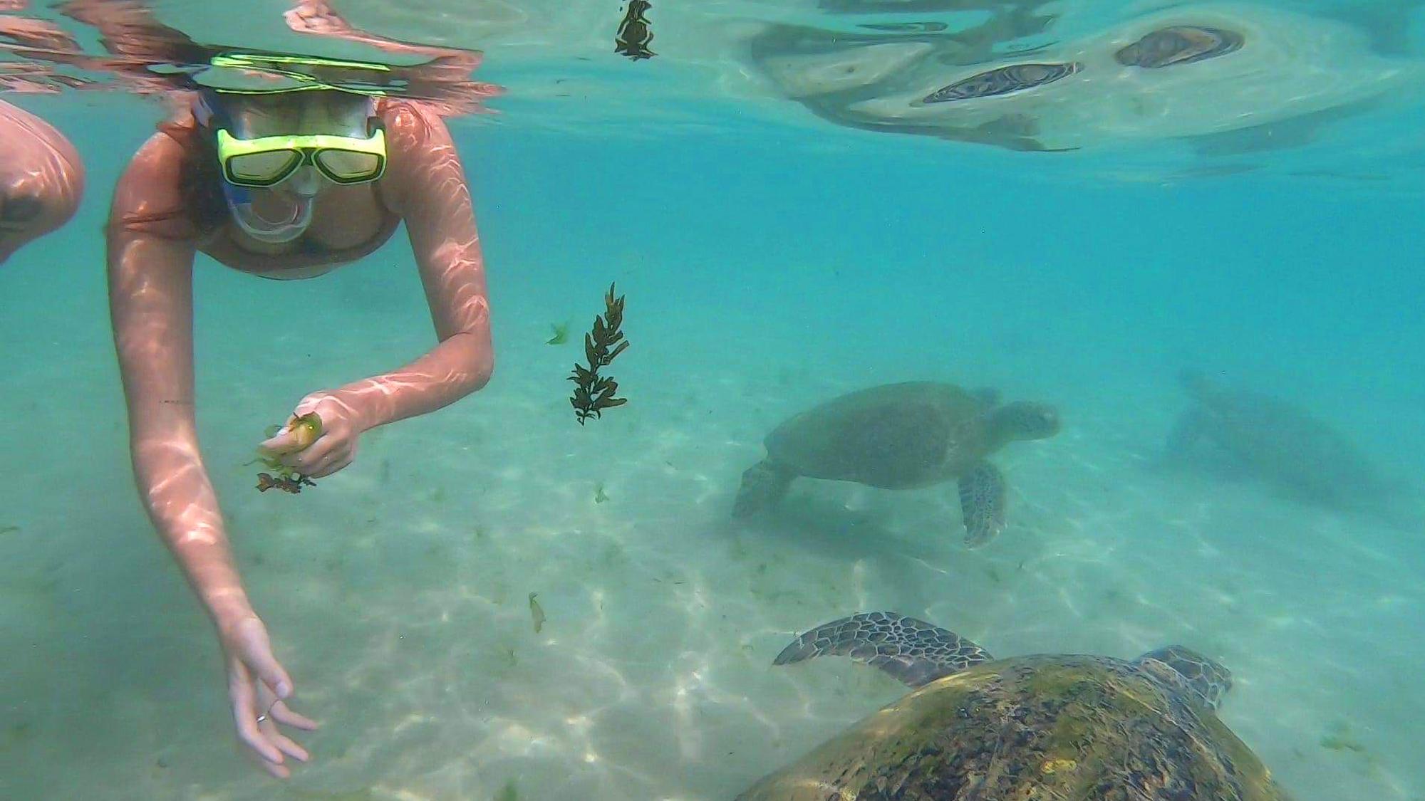 Sea turtles at Bathigama