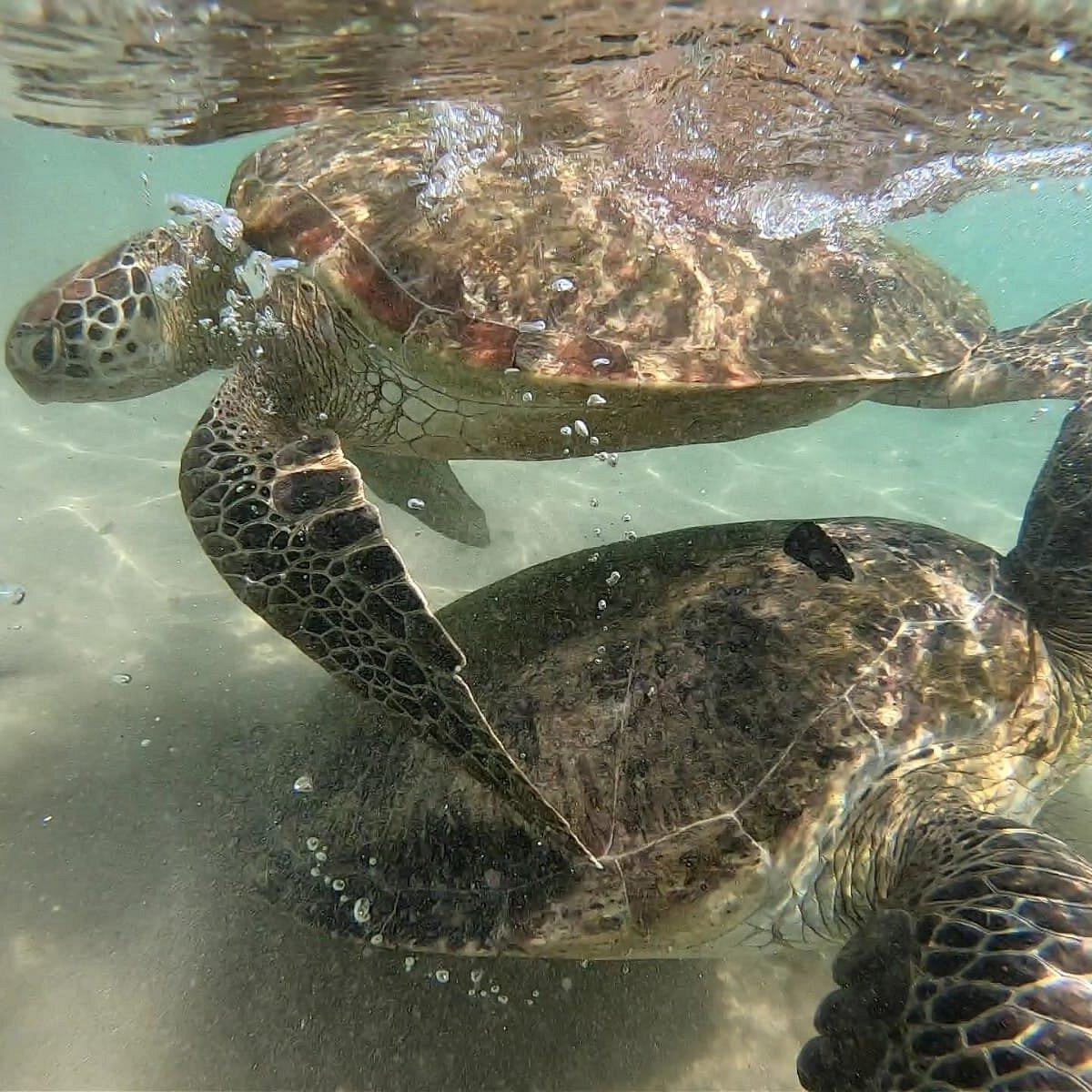 Swimming with sea turtles at Turtle Point